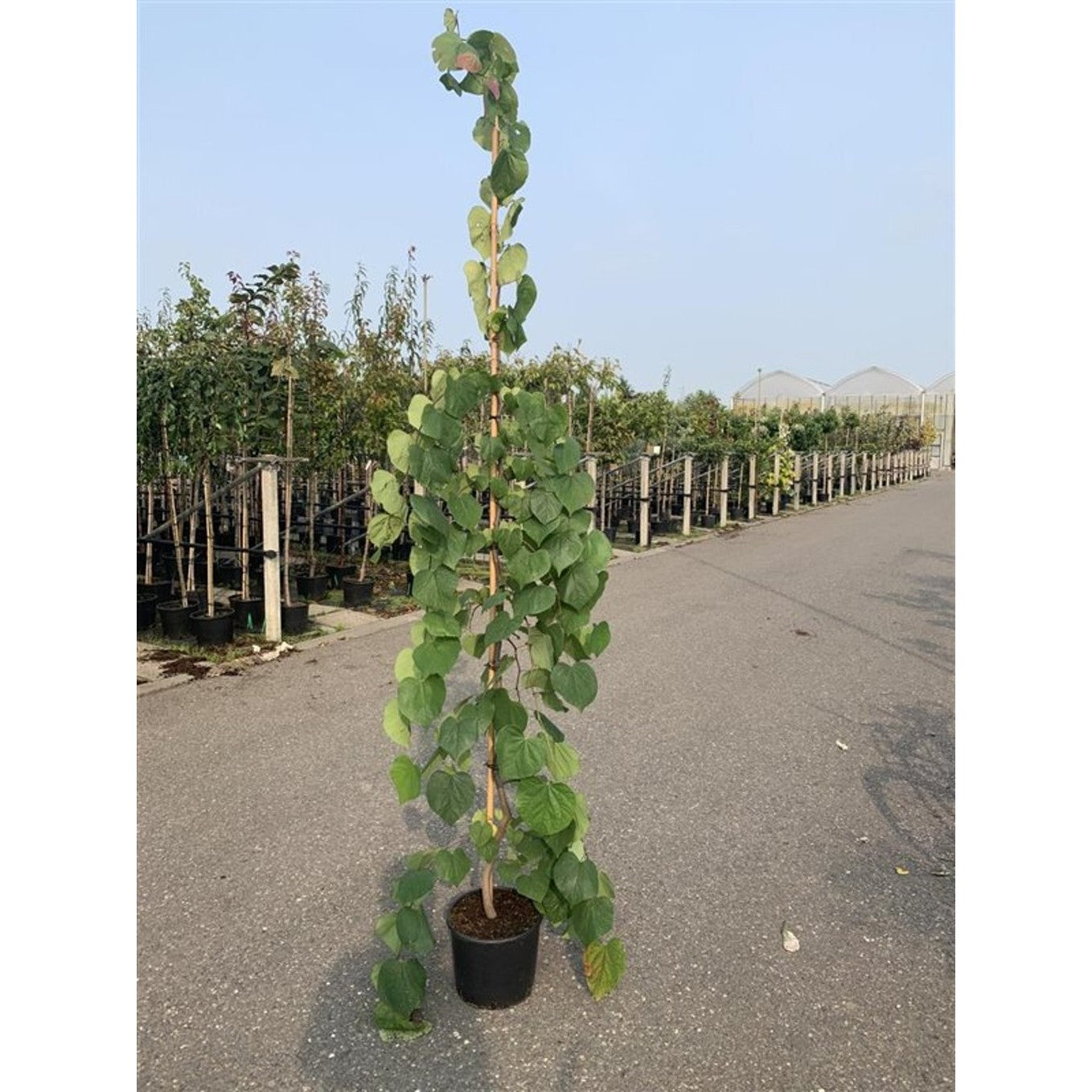 Judasträd – Cercis canadensis 'Vanilla Twist' - C15 4/6 HO/ST